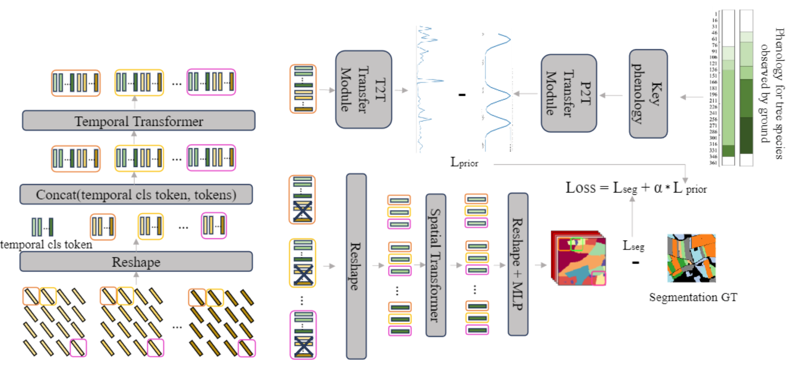 Integrating Phenological Priors with Deep Spatio-Temporal Features for tree species mapping